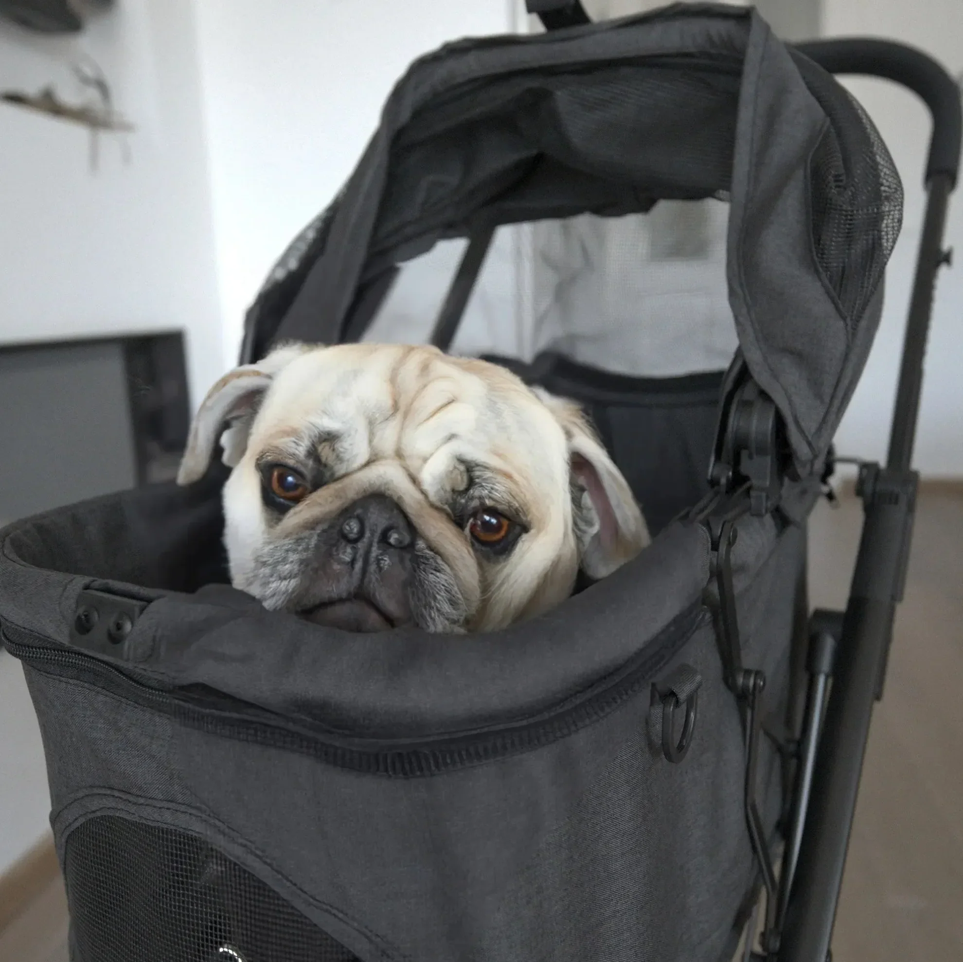 Carrito de Perro Plegable Deluxe - Image 4